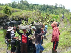 reforestation_01 reforestation_01